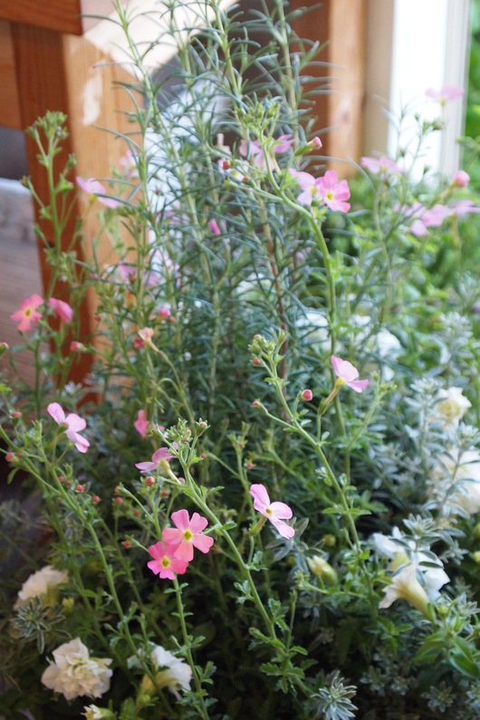 ハーブとお花の寄せ植え_a0292194_172175.jpg