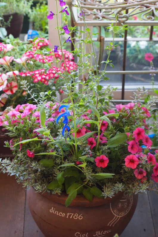 ハーブとお花の寄せ植え_a0292194_1782085.jpg