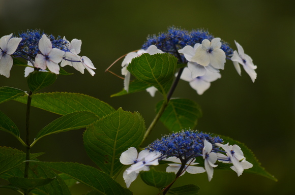 a0288500_15475991.jpg