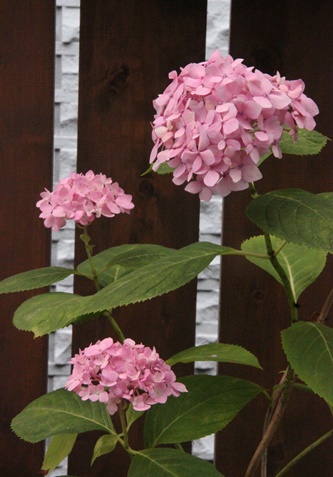 a0123003_7264557.jpg