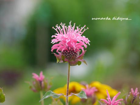 夏至 夏を告げる花とともに 花が教えてくれたこと