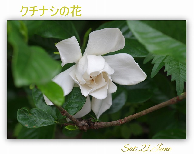 あまーくて美味しそうな匂い クチナシの花 花ありて 日々