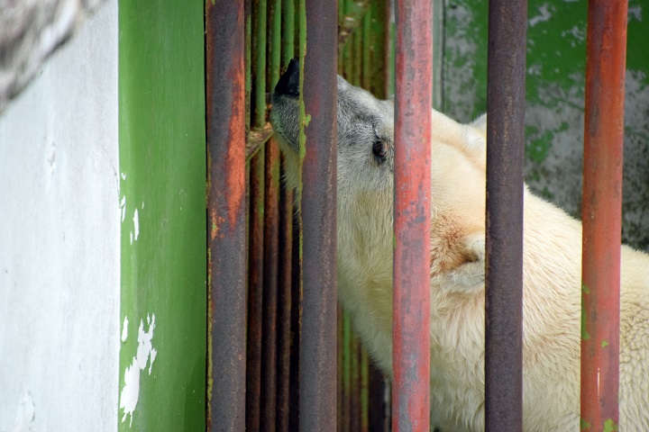 カアチャン、その謎に満ちた出自、そして実年齢の怪　～　\"Ursus Maritimus arcānus\"_a0151913_20103818.jpg