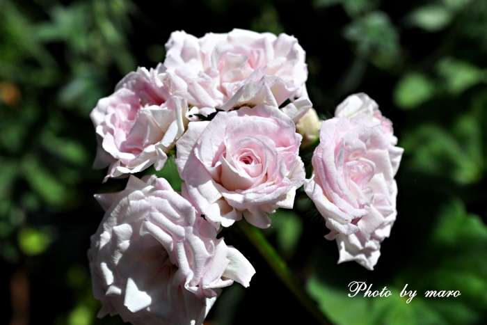 137 ＊ピンクの可愛い薔薇咲きゼラニウム（ミルフィーユローズ） バラ咲きゼラニウム 『ミルフィーユ・ローズ』 | すべての商品