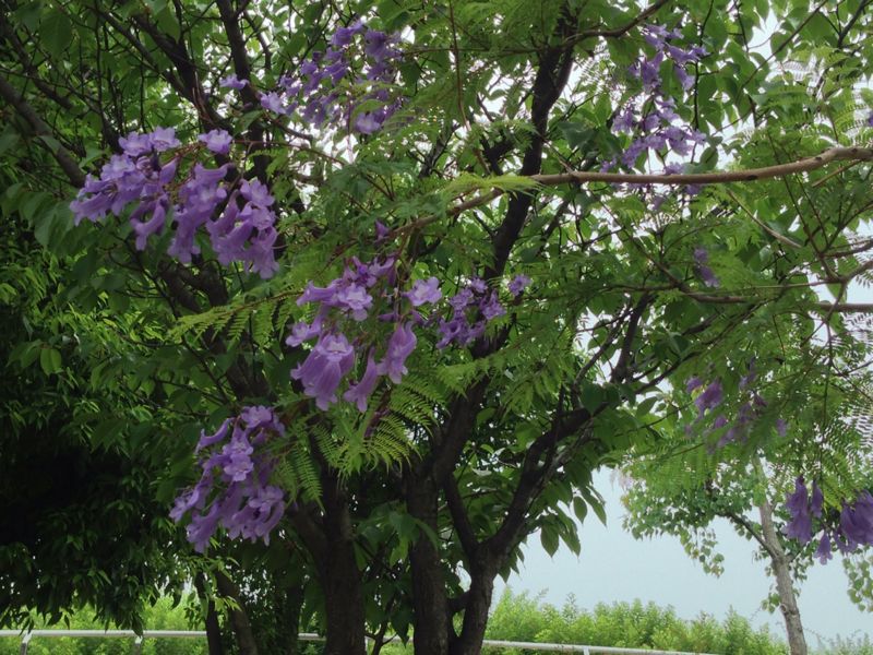 八幡屋公園_a0098418_12215977.jpg