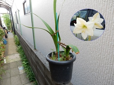 花後のアマリリス 自然とともに生きる