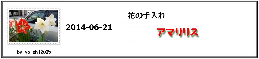 花後のアマリリス 自然とともに生きる