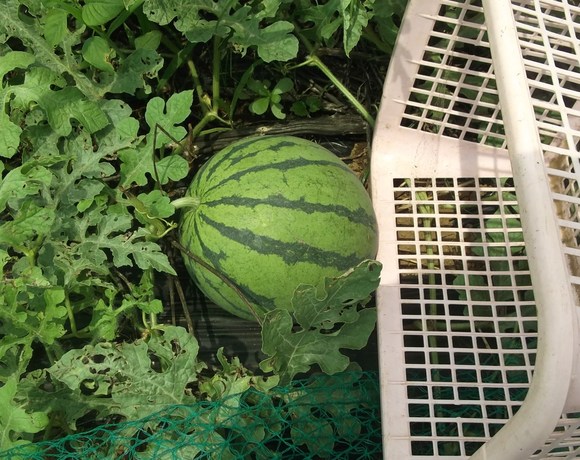 夢と希望のスイカが..._b0137932_13391082.jpg