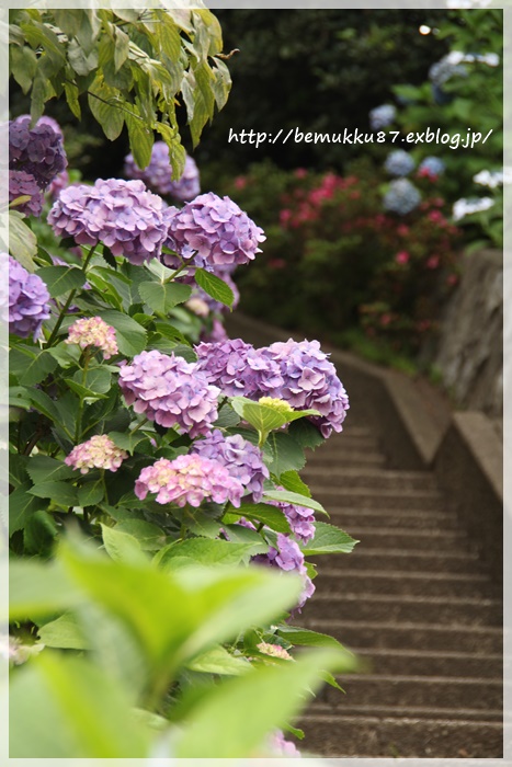 やっと行けた多摩川台公園の紫陽花^^_b0253033_21493267.jpg