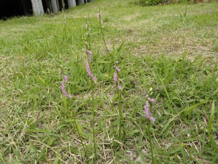 妻の趣味　草刈虎刈り　ねじ花_c0229433_22163794.jpg