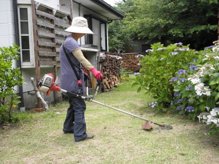 妻の趣味　草刈虎刈り　ねじ花_c0229433_22195845.jpg