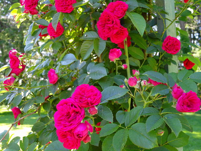 a0224537_56840.jpg
