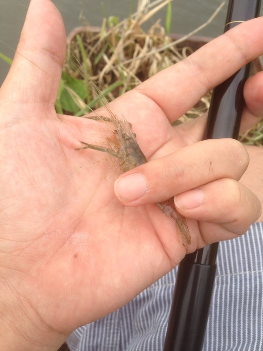 二十九日わな、新中川でも釣れてる見てぇじゃん。_c0234439_1175277.jpg