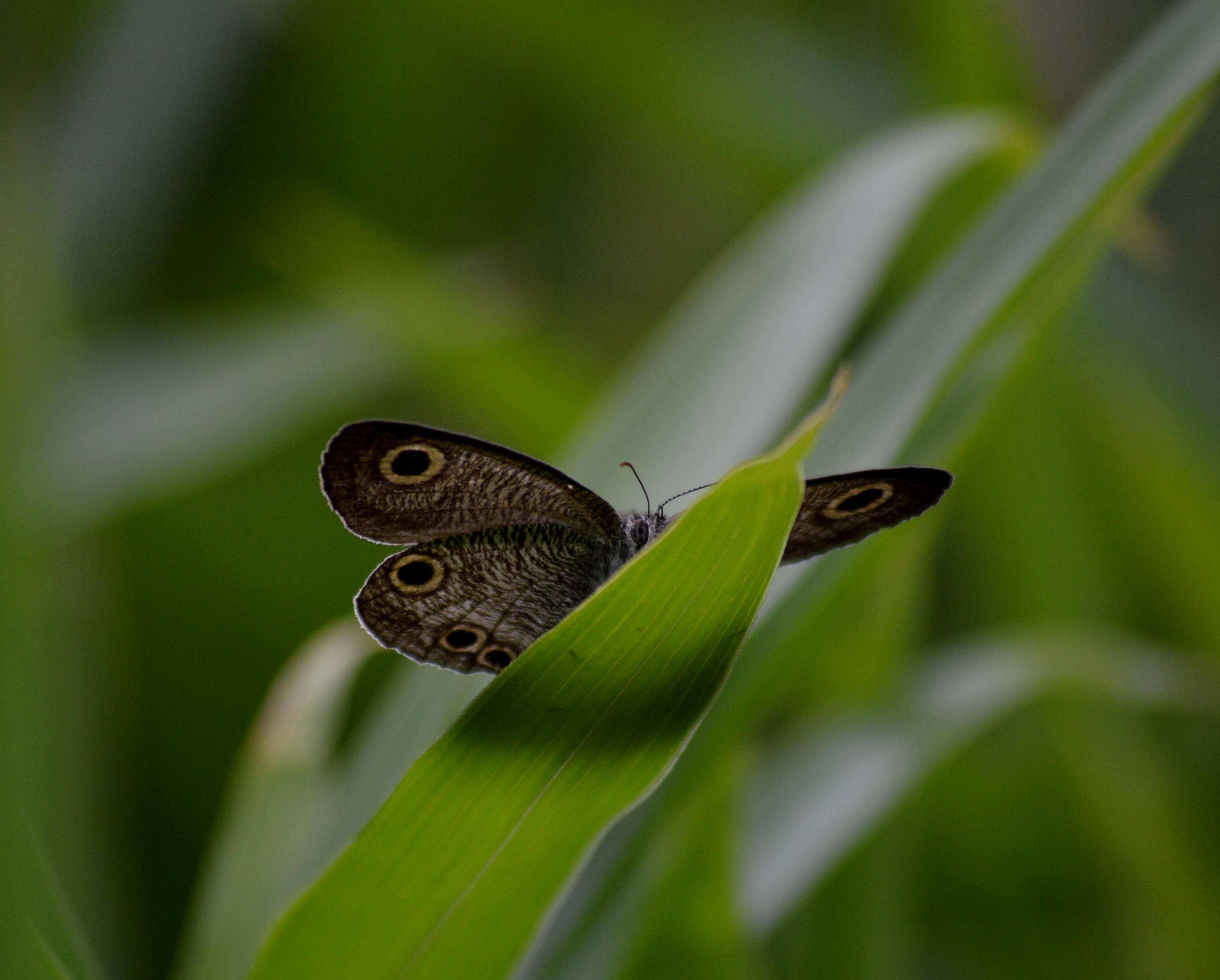 ウラナミジャノメ 第1化に再開_d0254540_19134842.jpg