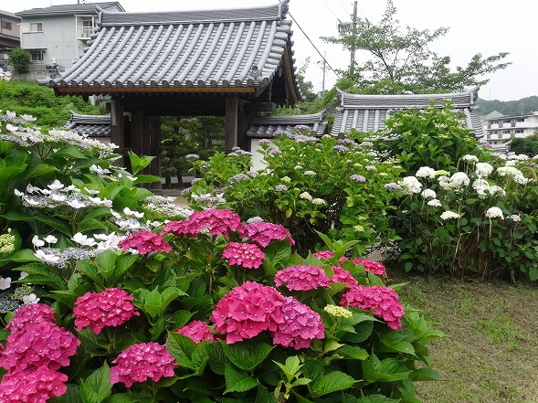 長弓寺の紫陽花見ごろ 彩の気まぐれ写真 長弓寺の紫陽花見ごろ 彩の気まぐれ写真