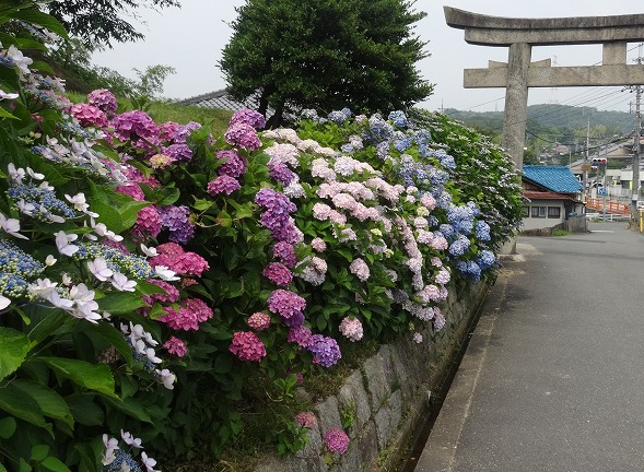 長弓寺の紫陽花見ごろ 彩の気まぐれ写真