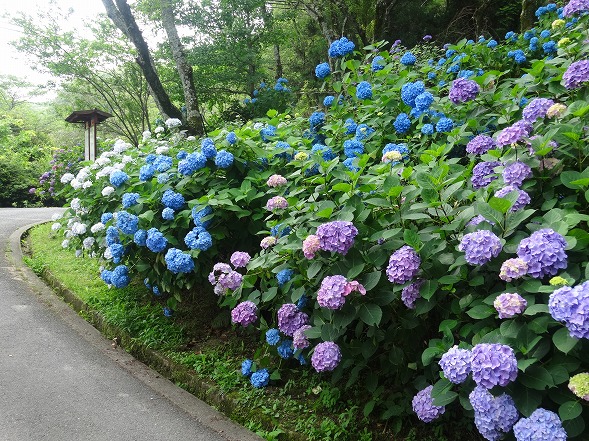 長弓寺の紫陽花見ごろ 彩の気まぐれ写真