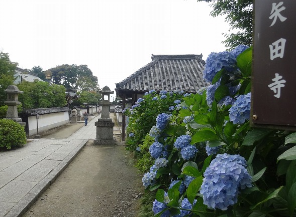 矢田寺の紫陽花見本園_b0299042_16222722.jpg