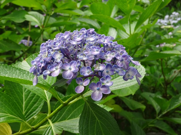 矢田寺の紫陽花見本園_b0299042_1622513.jpg