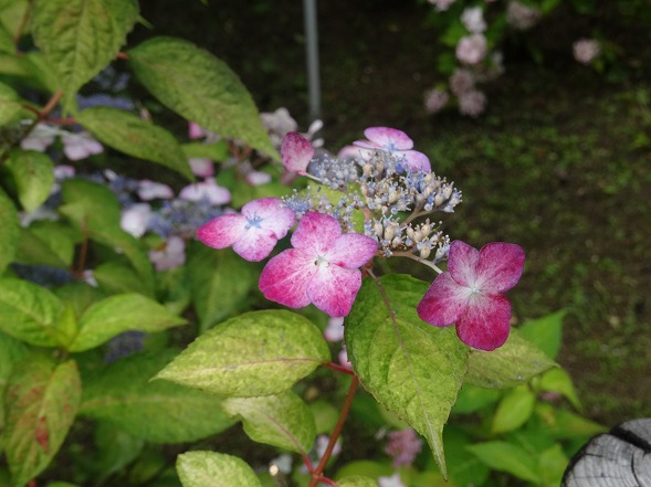 矢田寺の紫陽花見本園_b0299042_1623089.jpg