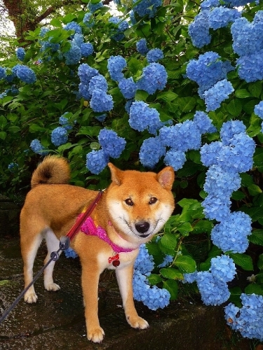 紫陽花_b0314043_08492608.jpg