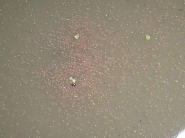 ミジンコ_f0334143_21302825.jpg