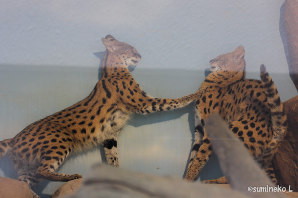 動物園 福山 市立
