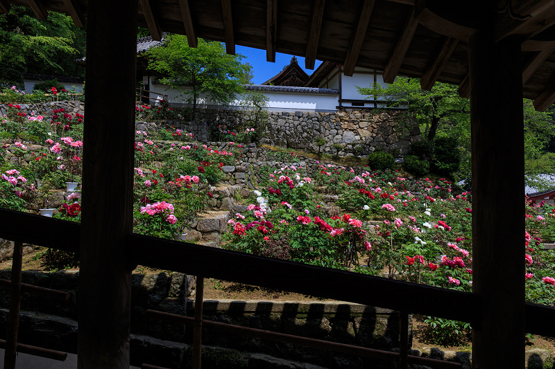 ぼたん寺（長谷寺）　前編_f0155048_20594511.jpg