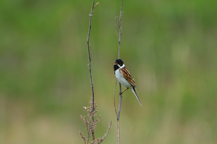 ノビタキ（African Stonechat）～2014.06（M）_b0148352_18335469.jpg