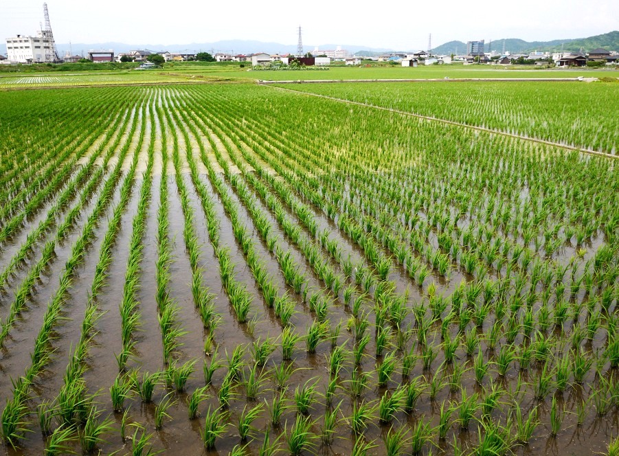 　　田園風景_b0093754_2024888.jpg