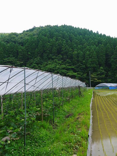 甘熟イチジク 大切に、じっくりと“甘熟”に育て上げます!!_a0254656_16554759.jpg