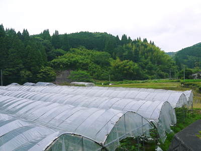 甘熟イチジク 大切に、じっくりと“甘熟”に育て上げます!!_a0254656_16564666.jpg