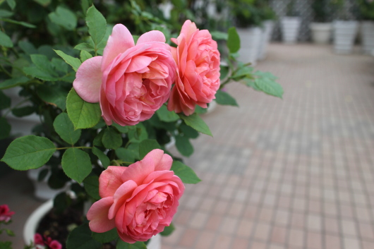 ボスコベル の魅力 La Rose 薔薇の庭