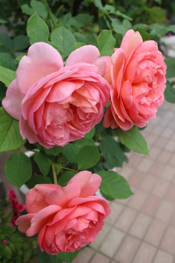 ボスコベル の魅力 La Rose 薔薇の庭