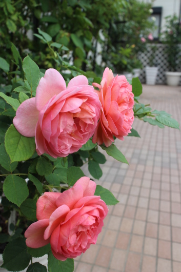 ボスコベル の魅力 La Rose 薔薇の庭