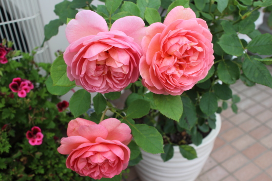 ボスコベル の魅力 La Rose 薔薇の庭