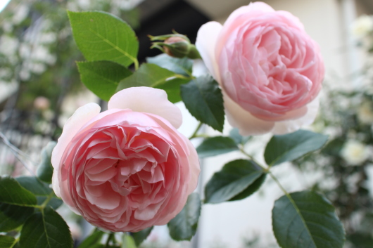 イングリッシュ ヘリテージ La Rose 薔薇の庭