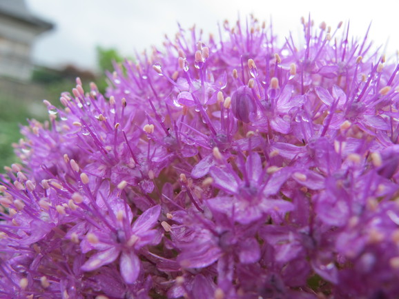 ギガンジューム ひげ爺の花便り