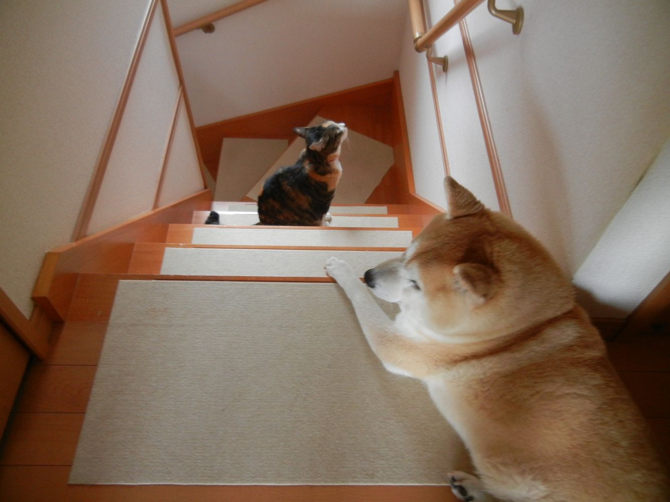 ’14.6.21(土)愛ちゃんのエコーを撮りに行きます!_f0060461_7525225.jpg