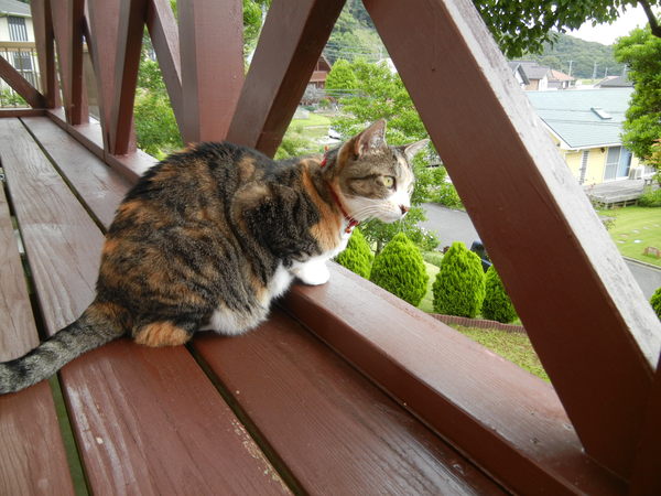 ’14.6.21(土)愛ちゃんのエコーを撮りに行きます!_f0060461_7534227.jpg