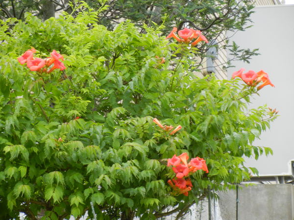 ’14.6.21(土)愛ちゃんのエコーを撮りに行きます!_f0060461_7561114.jpg