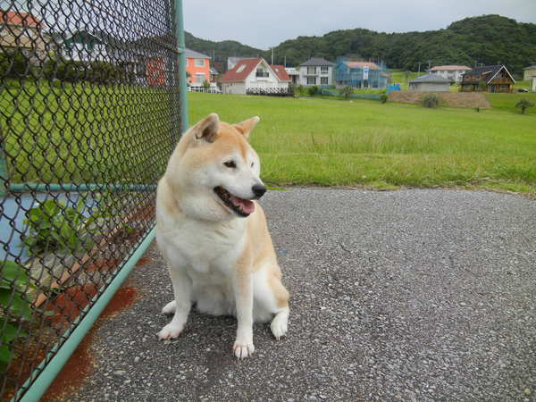 ’14.6.21(土)愛ちゃんのエコーを撮りに行きます!_f0060461_813187.jpg