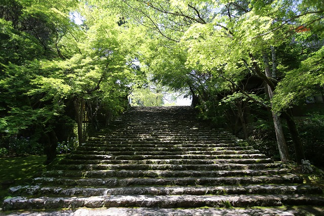 濃緑の竹林寺_a0148866_10531227.jpg