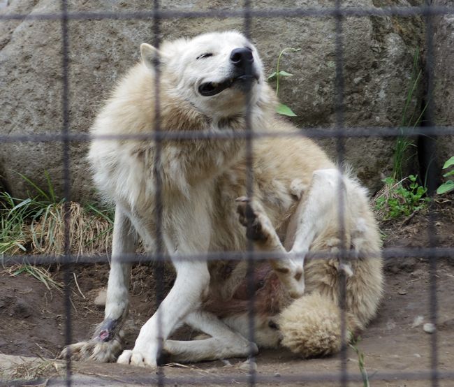 シンリンオオカミの赤ちゃんとカバの百吉_b0014576_00302370.jpg