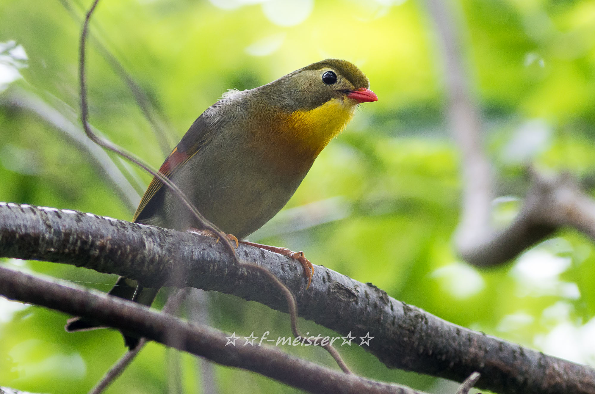 山道片道20分程度、ソウシチョウ (2014年6月21日)_f0254180_23383451.jpg