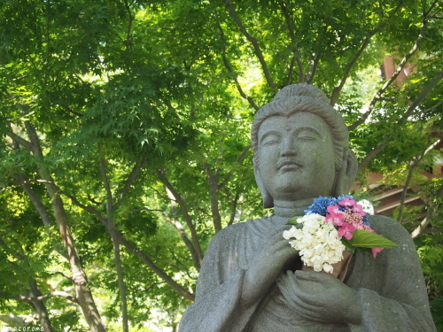 鎌倉紫陽花巡り~長谷寺~_e0211786_16051887.jpg