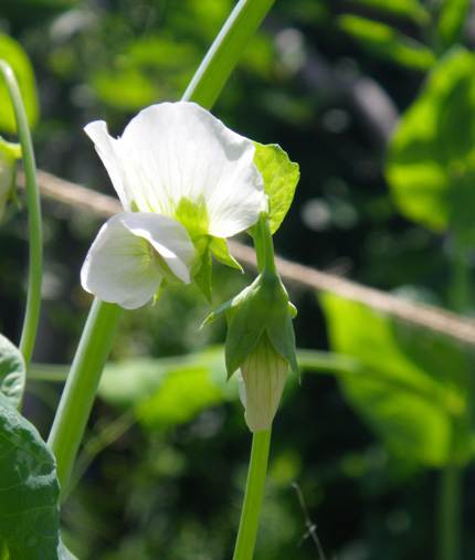 実エンドウの花が咲いたよ 窓の向こうに