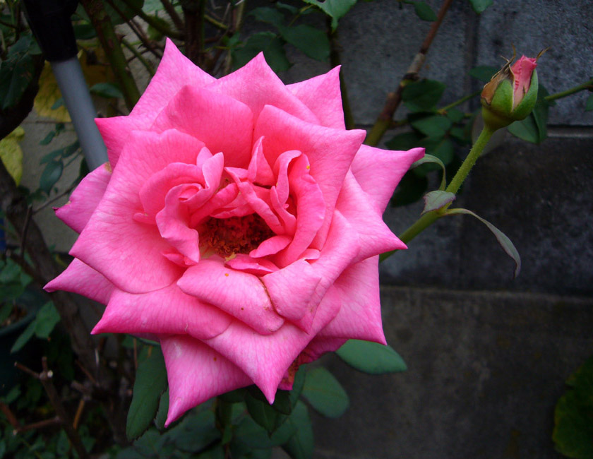 ピンクの「薔薇」_f0150893_17581657.jpg