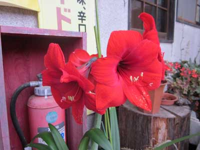中乃屋花暦_c0194003_105162.jpg