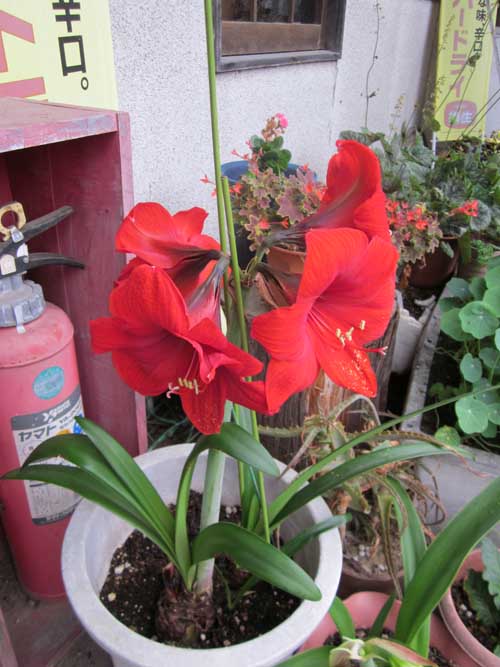 中乃屋花暦_c0194003_1053837.jpg
